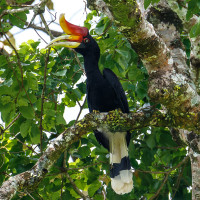 Rhinoceros Hornbill